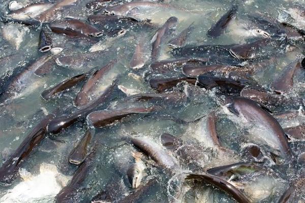 青鱼怎么繁殖,发育成熟的青鱼会自然交配