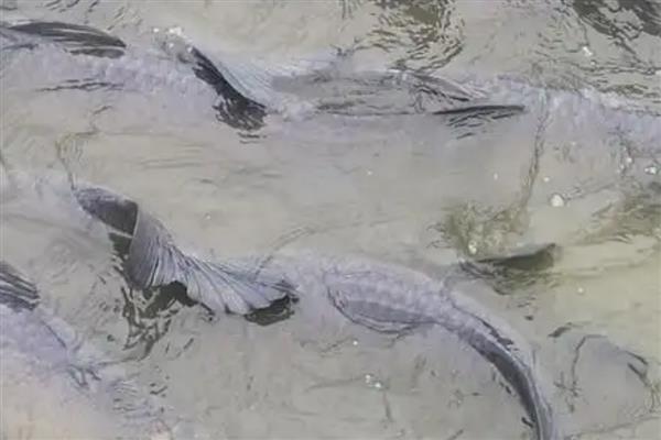 青鱼怎么繁殖,发育成熟的青鱼会自然交配