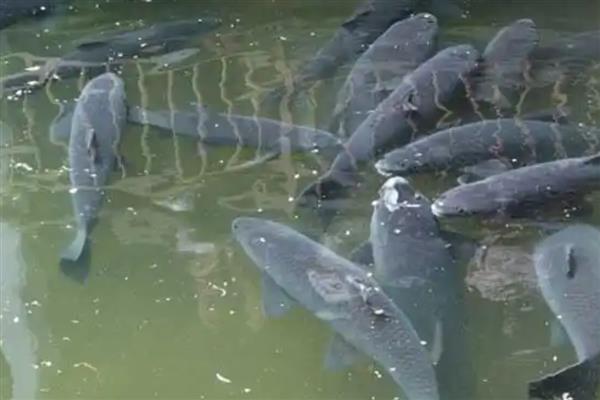 青鱼怎么繁殖,发育成熟的青鱼会自然交配