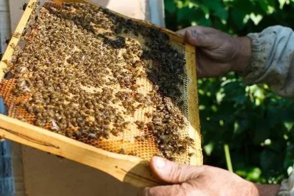 养殖意蜂什么时候杀螨,早春、夏季、初冬均可用药防治