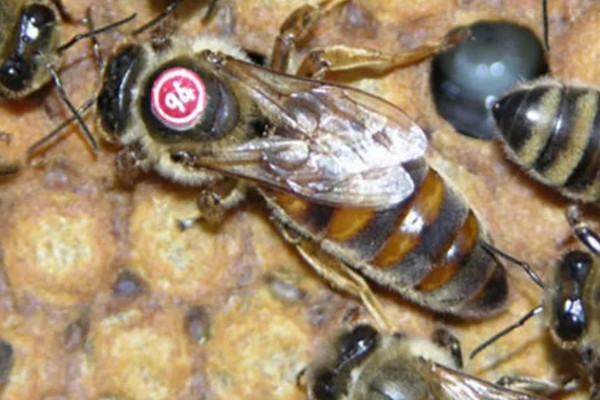 养殖意蜂什么时候杀螨,早春、夏季、初冬均可用药防治