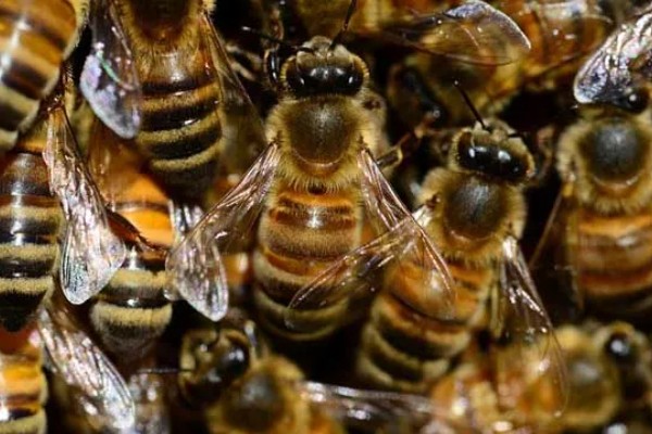 养殖意蜂什么时候杀螨,早春、夏季、初冬均可用药防治