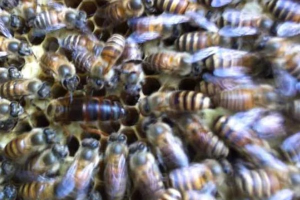 养殖意蜂什么时候杀螨,早春、夏季、初冬均可用药防治