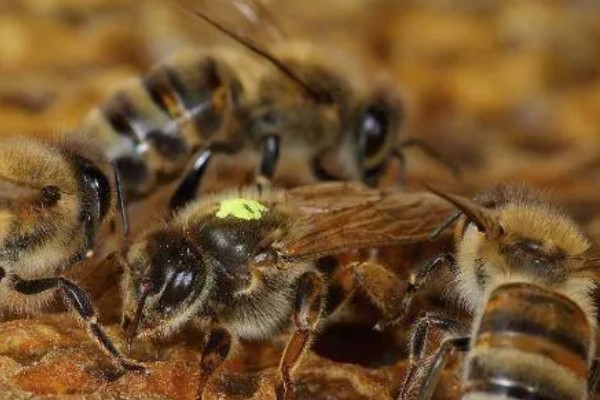 养殖意蜂什么时候杀螨,早春、夏季、初冬均可用药防治