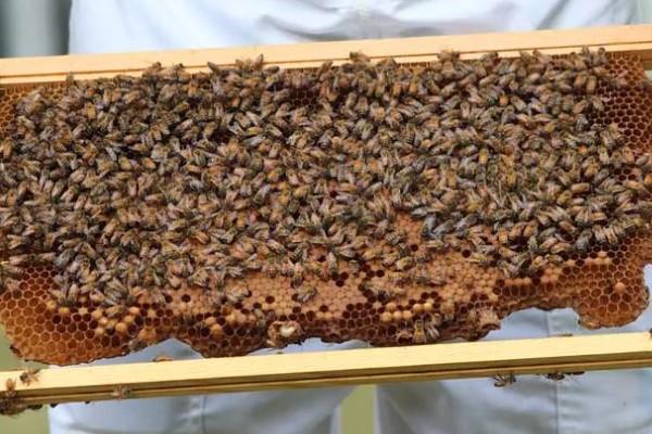 养殖意蜂什么时候杀螨,早春、夏季、初冬均可用药防治