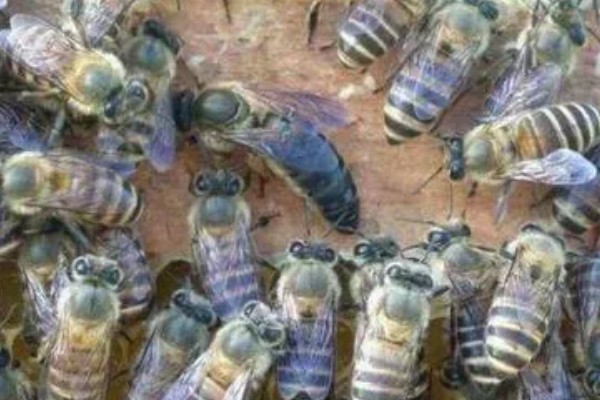 养殖意蜂什么时候杀螨,早春、夏季、初冬均可用药防治