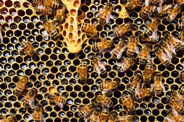 养殖意蜂什么时候杀螨,早春、夏季、初冬均可用药防治