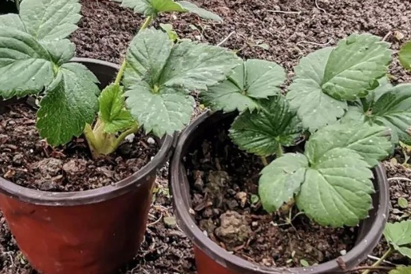 快递草莓苗需缓苗多久，喷水后再缓苗3-5天