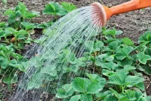 快递草莓苗需缓苗多久，喷水后再缓苗3-5天