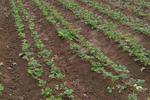 快递草莓苗需缓苗多久，喷水后再缓苗3-5天