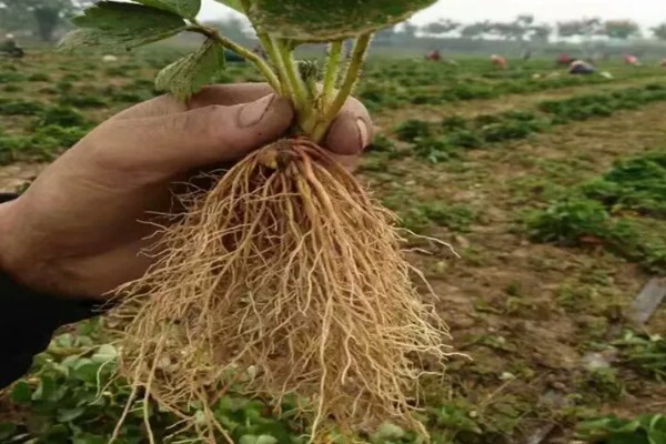 快递草莓苗需缓苗多久，喷水后再缓苗3-5天