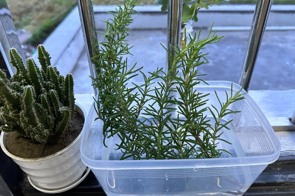 迷迭香怎么扦插,以下三种方式可供选择