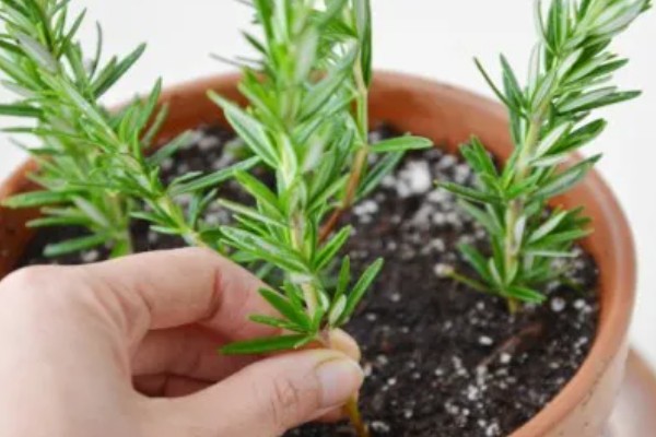 迷迭香怎么扦插,以下三种方式可供选择