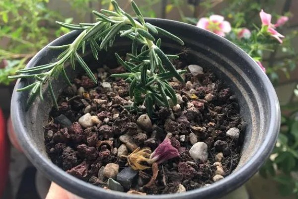 迷迭香怎么扦插,以下三种方式可供选择