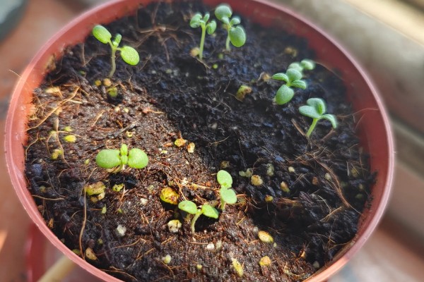 迷迭香怎么扦插,以下三种方式可供选择