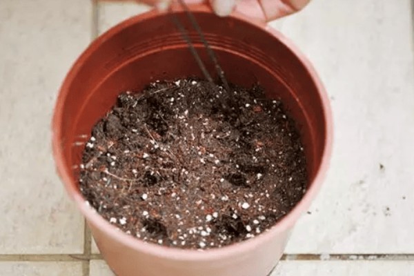 迷迭香怎么扦插,以下三种方式可供选择