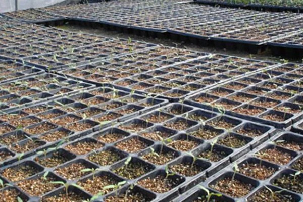 迷迭香怎么扦插,以下三种方式可供选择