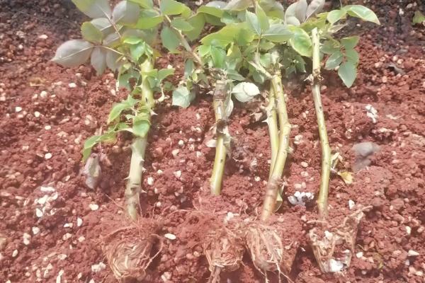 种植玫瑰花要注意什么,在春秋季节种植更合适