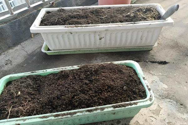 种植玫瑰花要注意什么,在春秋季节种植更合适