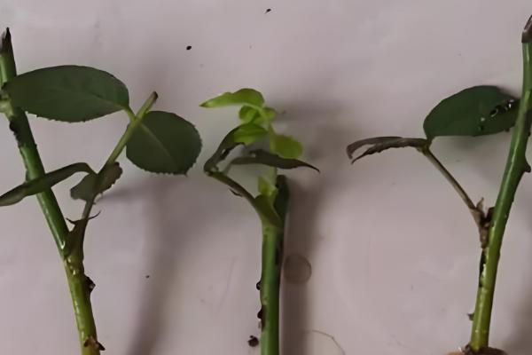 种植玫瑰花要注意什么,在春秋季节种植更合适