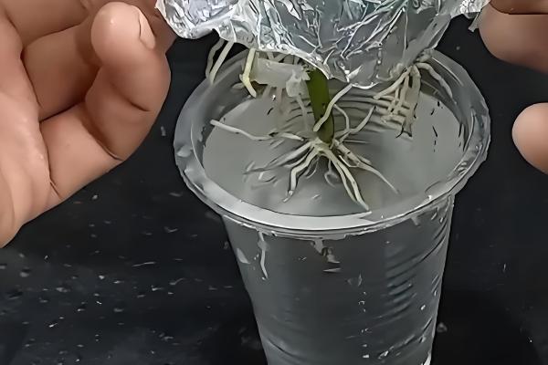 种植玫瑰花要注意什么,在春秋季节种植更合适