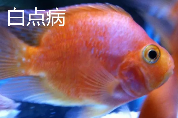 水霉病和白点病的区别，前者属于真菌性疾病、后者属于寄生虫病