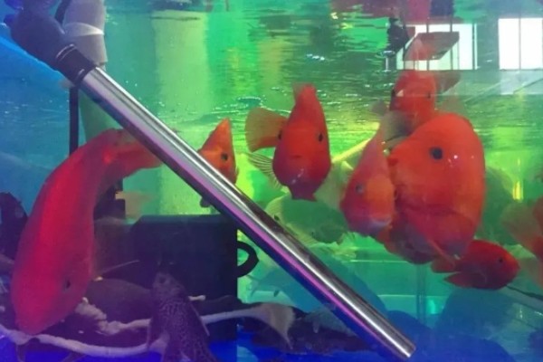 水霉病和白点病的区别，前者属于真菌性疾病、后者属于寄生虫病