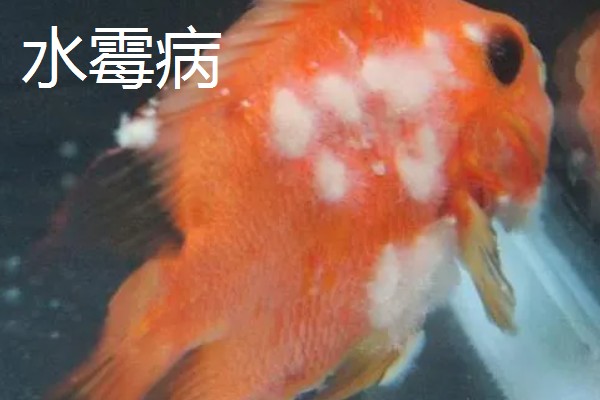 水霉病和白点病的区别，前者属于真菌性疾病、后者属于寄生虫病