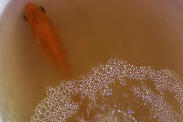 水霉病和白点病的区别，前者属于真菌性疾病、后者属于寄生虫病