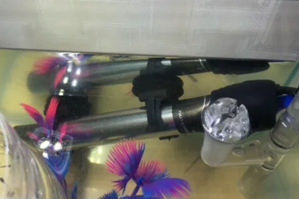 水霉病和白点病的区别，前者属于真菌性疾病、后者属于寄生虫病