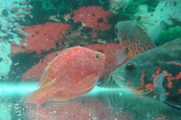 水霉病和白点病的区别，前者属于真菌性疾病、后者属于寄生虫病