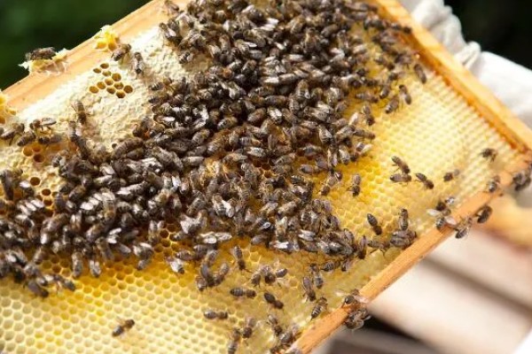 养殖意蜂什么时候杀螨,早春、夏季、初冬均可用药防治