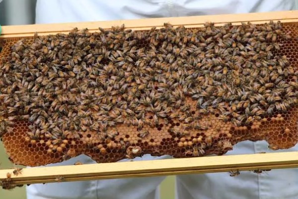 养殖意蜂什么时候杀螨,早春、夏季、初冬均可用药防治