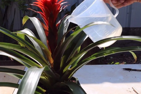 鸿运当头的养殖方法,平时每隔5-7天浇一次水