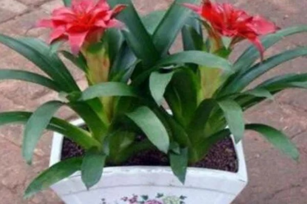 鸿运当头的养殖方法,平时每隔5-7天浇一次水