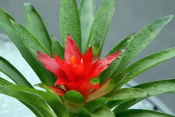 鸿运当头的养殖方法,平时每隔5-7天浇一次水