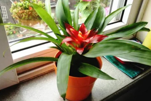 鸿运当头的养殖方法,平时每隔5-7天浇一次水