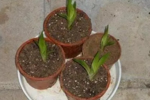 鸿运当头的养殖方法,平时每隔5-7天浇一次水