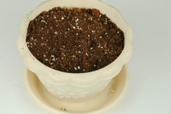 鸿运当头的养殖方法,平时每隔5-7天浇一次水