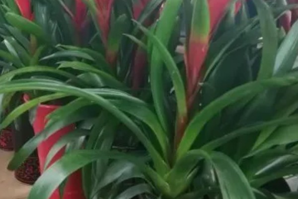 鸿运当头的养殖方法,平时每隔5-7天浇一次水