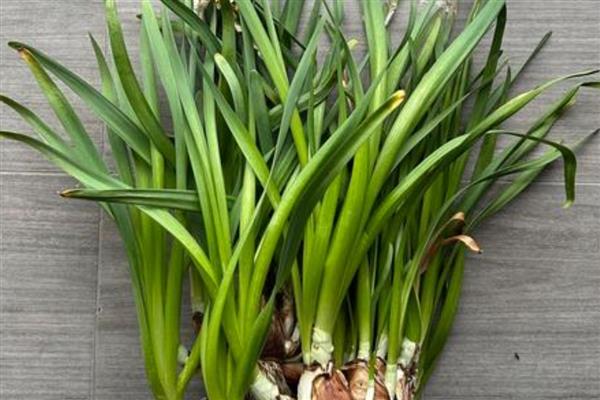 怎么处理开败后的水仙花，可以丢弃、冷藏或重新土培