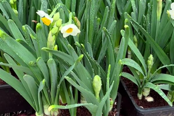 怎么处理开败后的水仙花，可以丢弃、冷藏或重新土培