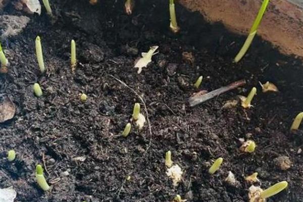 怎样提高大蒜的出苗率，温度控制在18℃左右