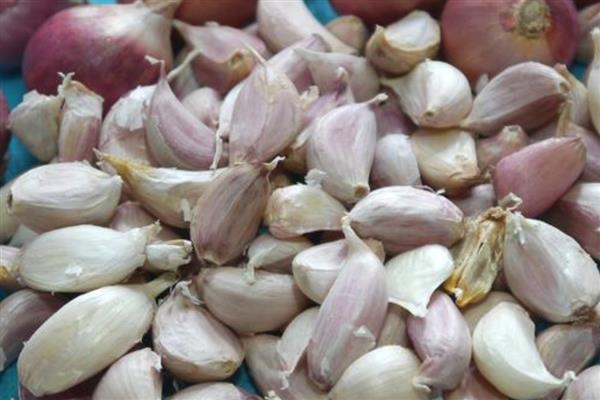 怎样提高大蒜的出苗率，温度控制在18℃左右