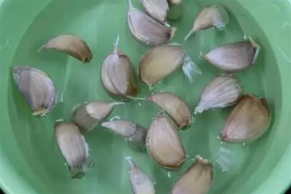 怎样提高大蒜的出苗率，温度控制在18℃左右