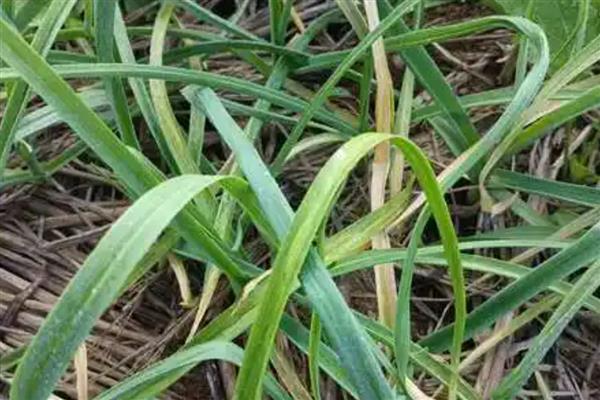 怎样提高大蒜的出苗率，温度控制在18℃左右