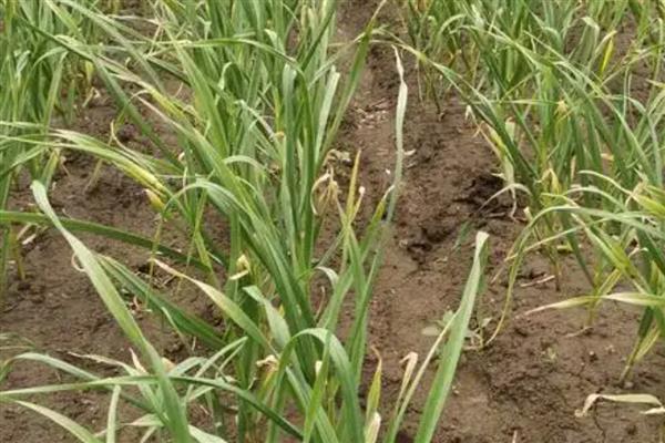 怎样提高大蒜的出苗率，温度控制在18℃左右