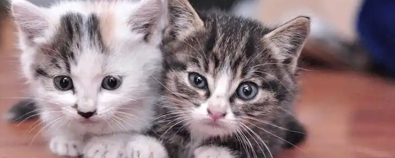 猫感冒流眼泪的原因，表现为流眼泪、打喷嚏等