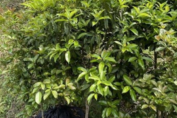 波叶金桂苗的价格,一棵售价13-18元左右