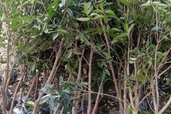 波叶金桂苗的价格,一棵售价13-18元左右